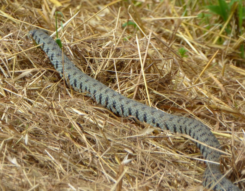 Natrix helvetica